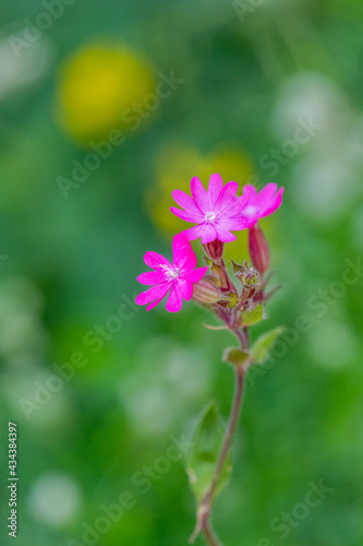 Macrophotographie de fleur sauvage - Compagnon rouge - Silene dioica