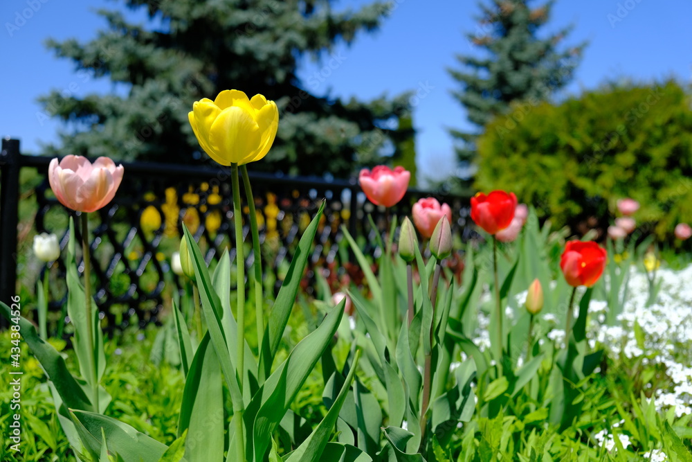 Obraz premium tulips in spring