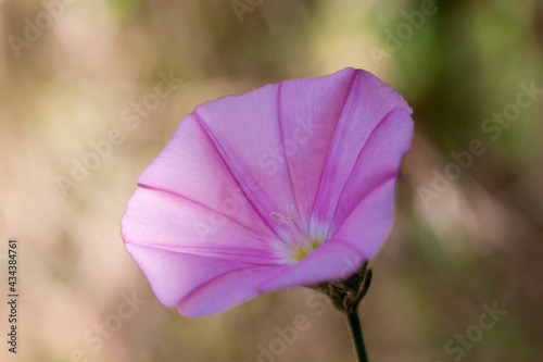 Macrophotographie de fleur sauvage - Liseron des monts cantabres - Convolvulus cantabrica photo