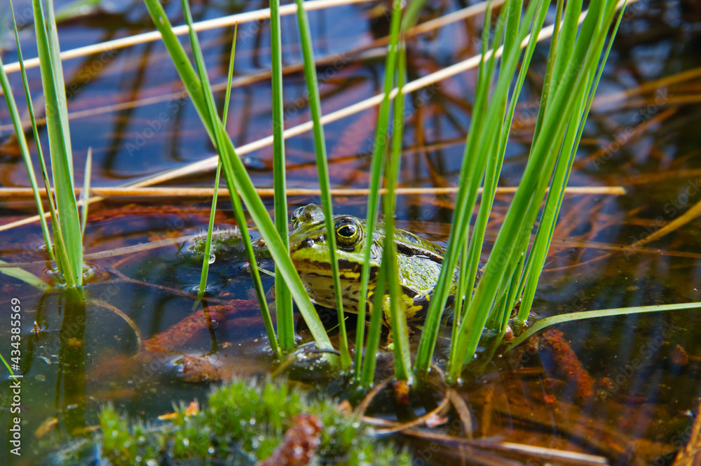 Green frog, a Marsh frog or Pool frog, hiding between sedges Green frog, a Marsh frog or Pool frog, hiding between sedges