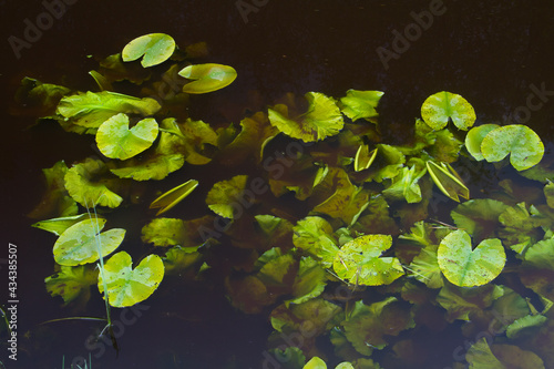 Leaves of Yellow water-lily in spring  some are floating on the surface of the pond  some are emerging in the dark water