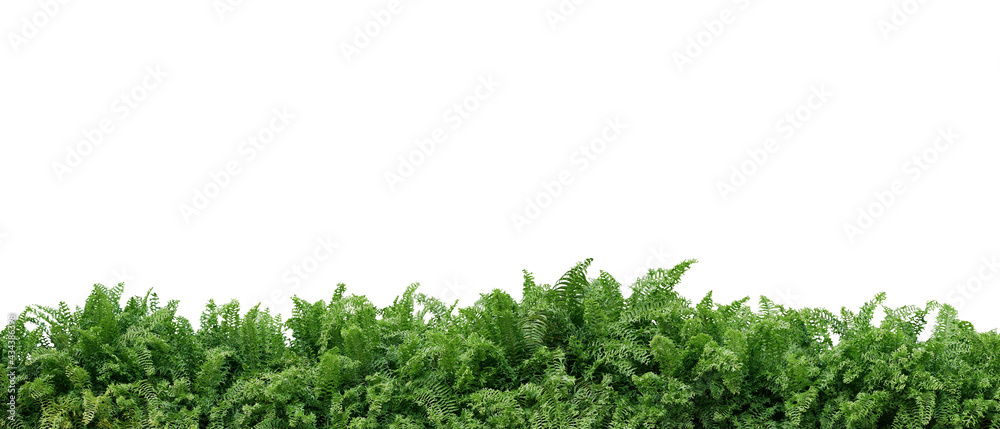 Tropical foliage plant bush nature frame layout of Fishtail fern or forked giant sword fern (Nephrolepis spp.) the shade garden landscaping shrub plant on white background with clipping path. - obrazy, fototapety, plakaty 