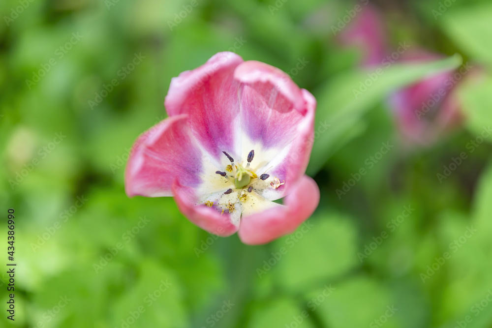 The first spring tulip blooms in the city botanical garden The first spring tulip blooms in the city botanical garden