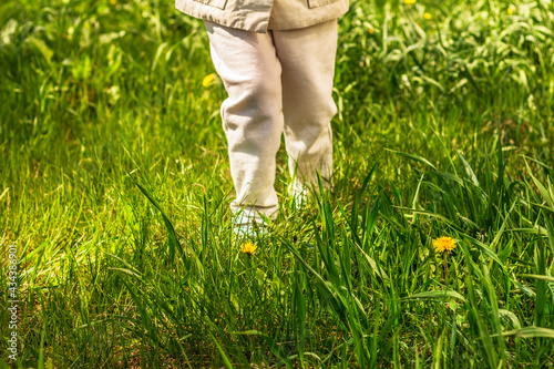 Legs in white trousers against the background of green grass and yellow dandelions. Spring, summer background.