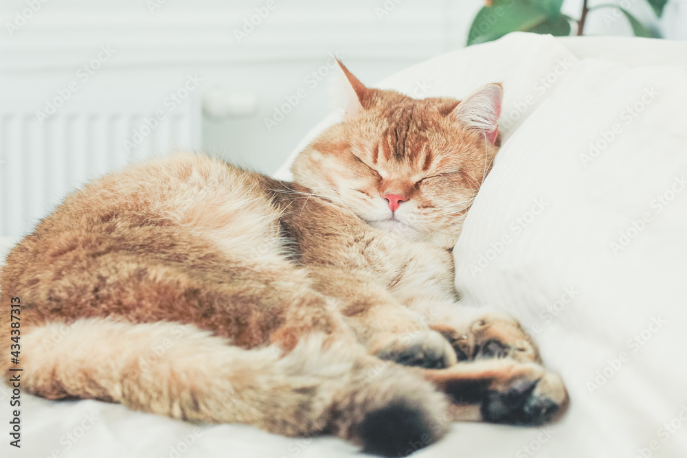 British cat sleeps on a pillow