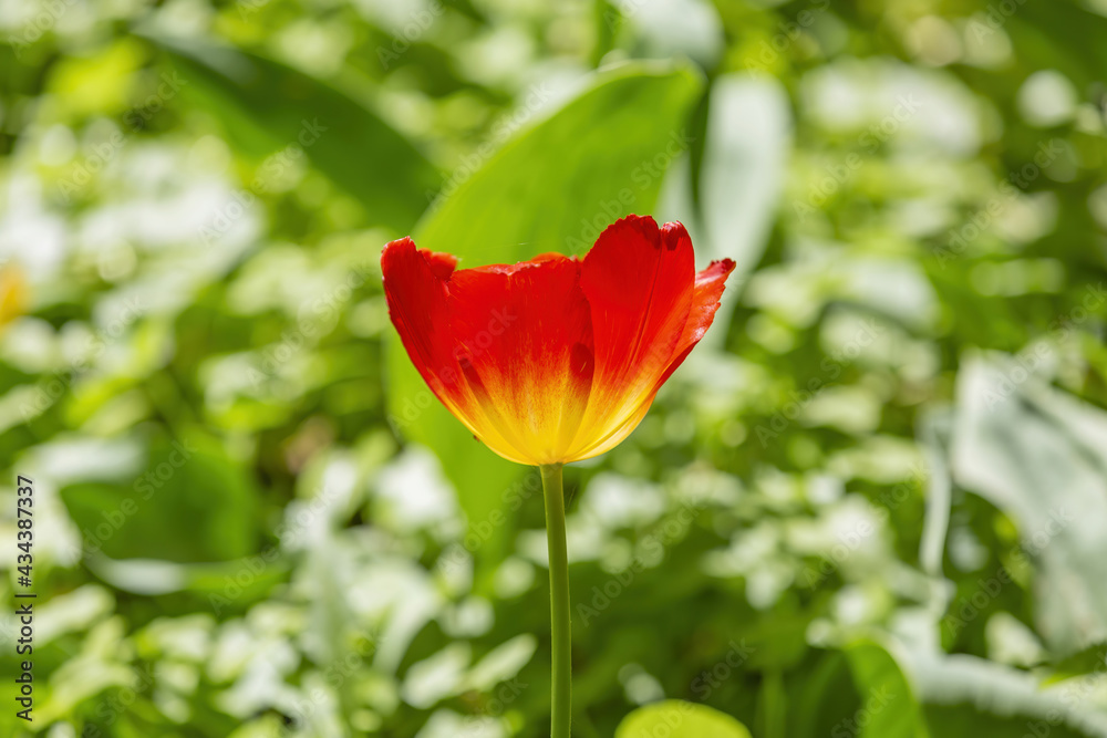The first spring tulip blooms in the city botanical garden