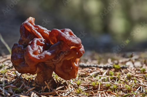 brown large gyromitra mushroom in spring forest