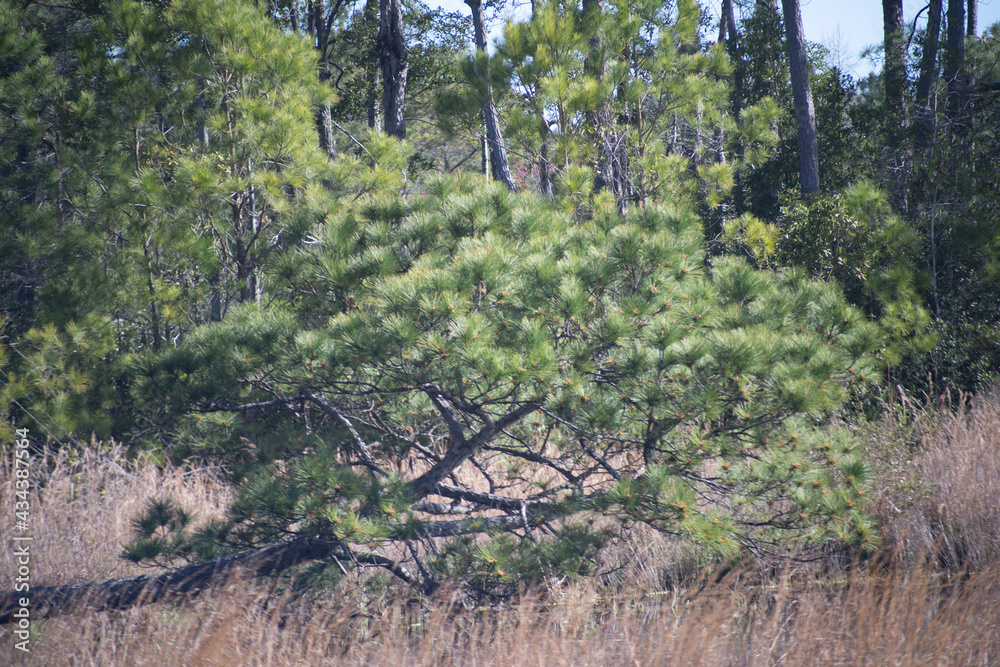 Fototapeta premium North Carolina