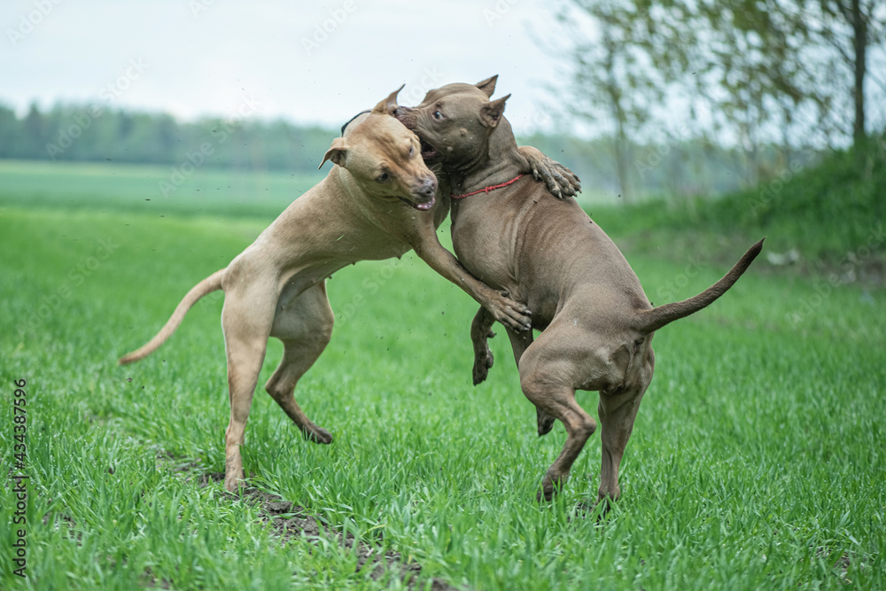 Two angry fearsome Pit Bull Terriers are fighting on a field of grass. Two angry fearsome Pit Bull Terriers are fighting on a field of grass.