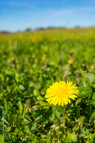 Vertical shot of a yellow common sowthistle flower surrounded by green leaves during daylight photo