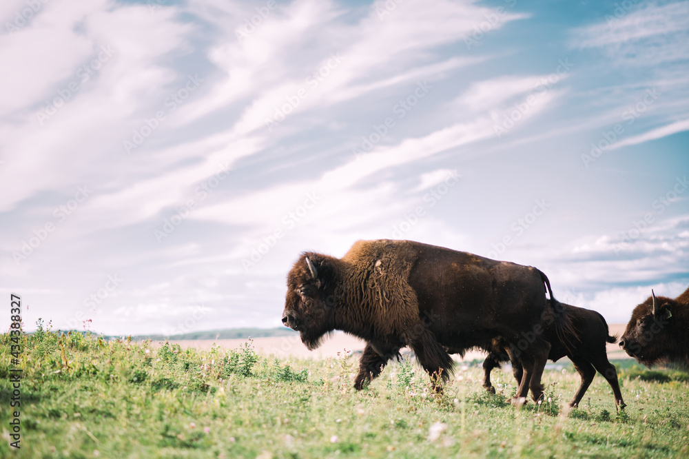 Plains bison Alberta Canada 
