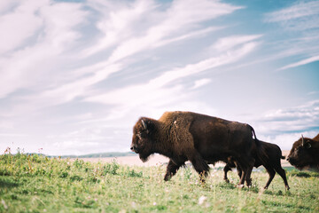 Fototapete Bison Präriebison in Alberta Kanada  © westrosemedia