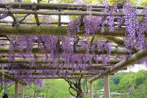 Fototapeta Naklejka Na Ścianę i Meble -  Spring flowers wisteria blooming in garden. Beautiful flowering trellis blossom in Japan - 紫色の藤の花