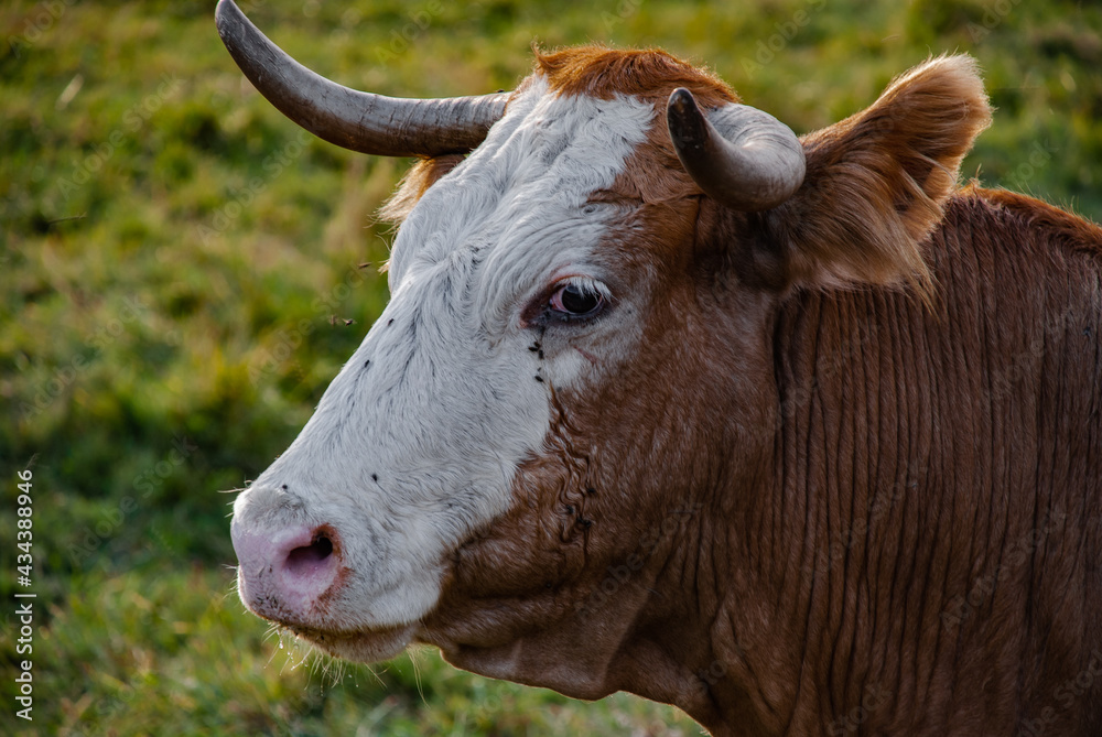 Head of a milk cow over a grass field