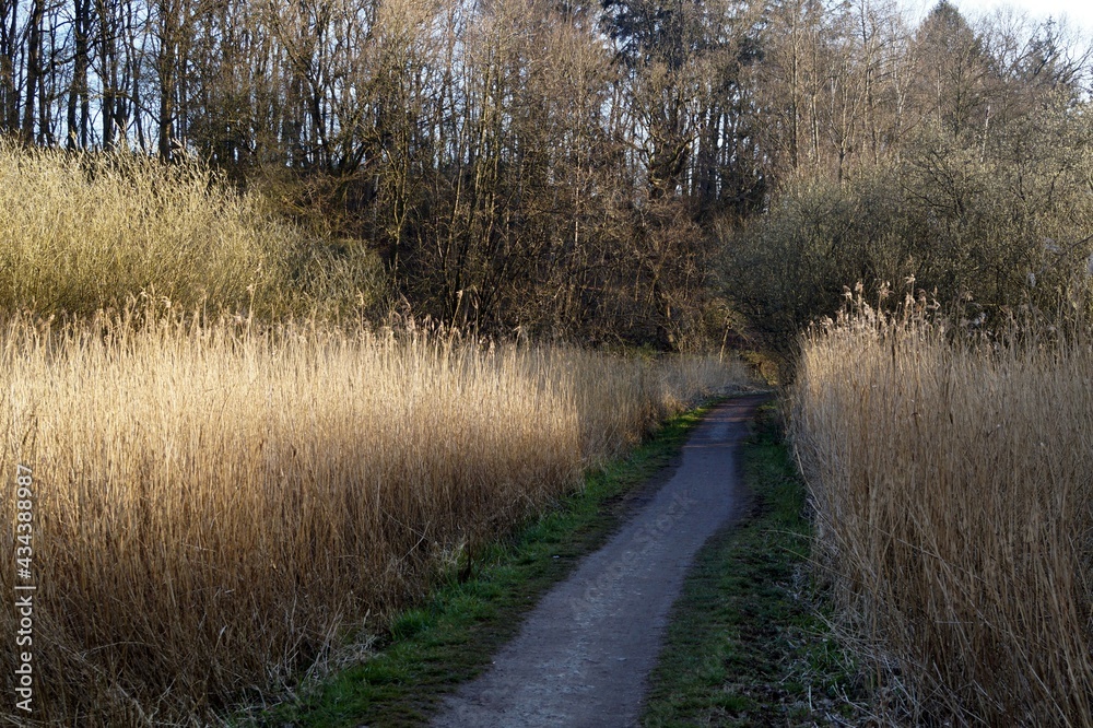Forest path between thickets of dry grass Forest path between thickets of dry grass