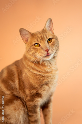 Cat On Pastel Background