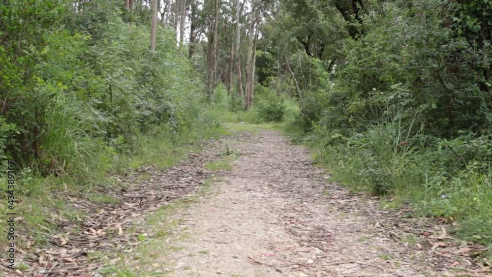 Wild road in forest. Sand and plants in daylight Wild road in forest. Sand and plants in daylight
