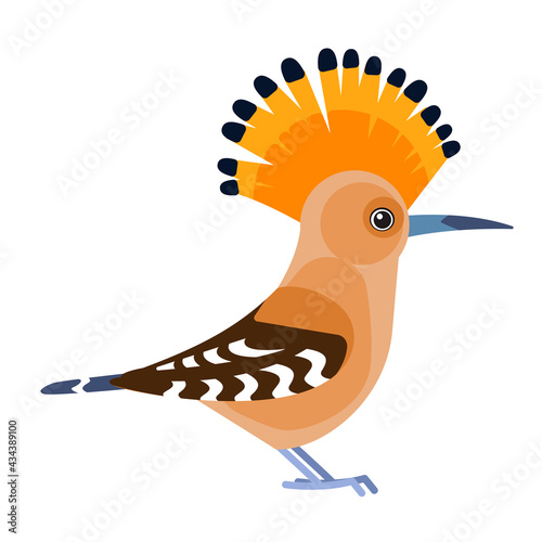 Eurasian Hoopoe or Common hoopoe, Upupa epops . Bird cartoon flat style beautiful character of ornithology, vector illustration isolated on white background