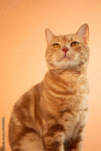 Fototapeta Naklejka Na Ścianę i Meble -  Cat On Pastel Background