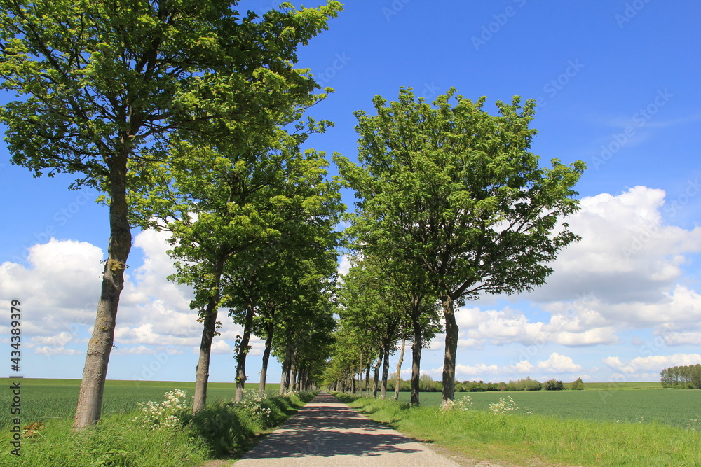 Obraz premium a beautiful dutch polder landscape in springtime with a road between green fields and a blue sky with clouds