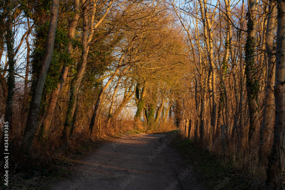 Obraz premium Der Weg in der Abendsonne 