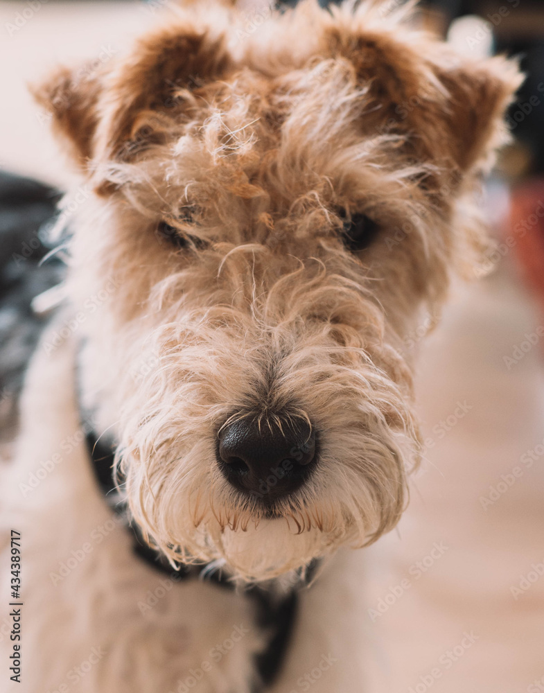 foto de un perro raza fox terrier foto de un perro raza fox terrier