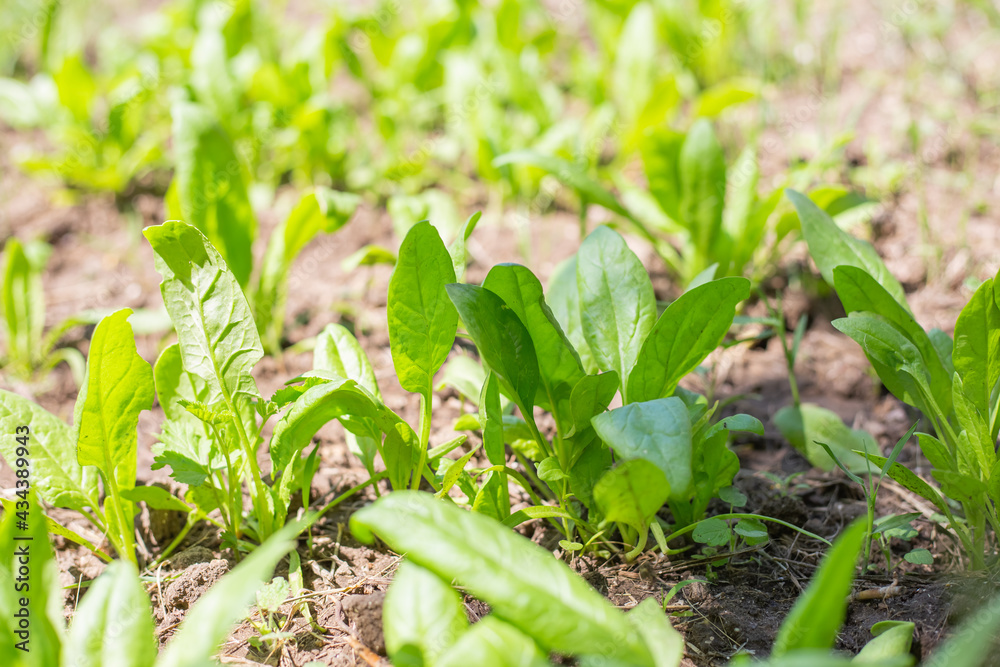 The young green leaves of the garden spinach plant grow in the beds in the ground. Useful vitamin vegetable greens The young green leaves of the garden spinach plant grow in the beds in the ground. Useful vitamin vegetable greens