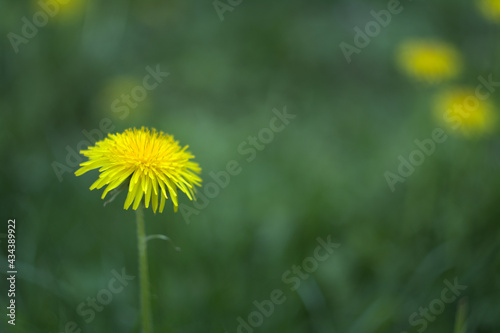 yellow dandelion