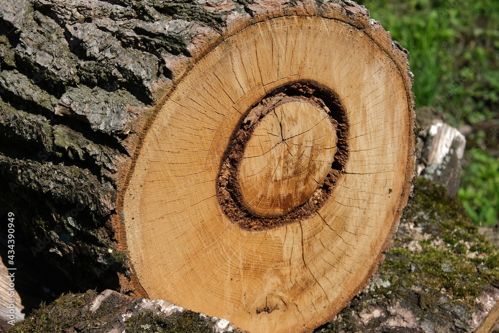 cross section of tree stump cross section of tree stump