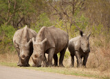 Rhinoceros graze by the side of the road in Kruger National Park, South Africa