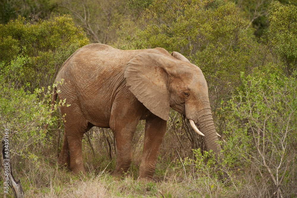 A mud cover African elephant in Kruger National Park, South Africa.