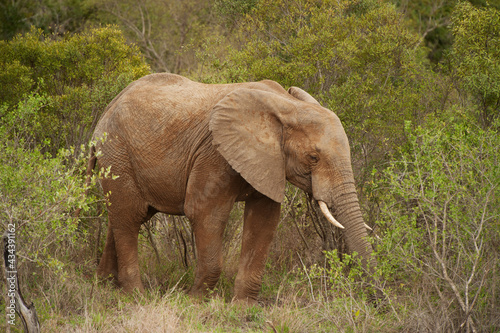 A mud cover African elephant in Kruger National Park, South Africa. © David