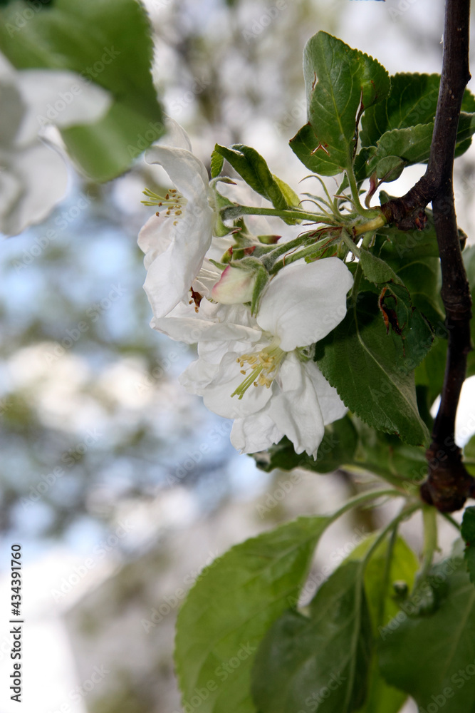 Obraz premium White apple flowers in May