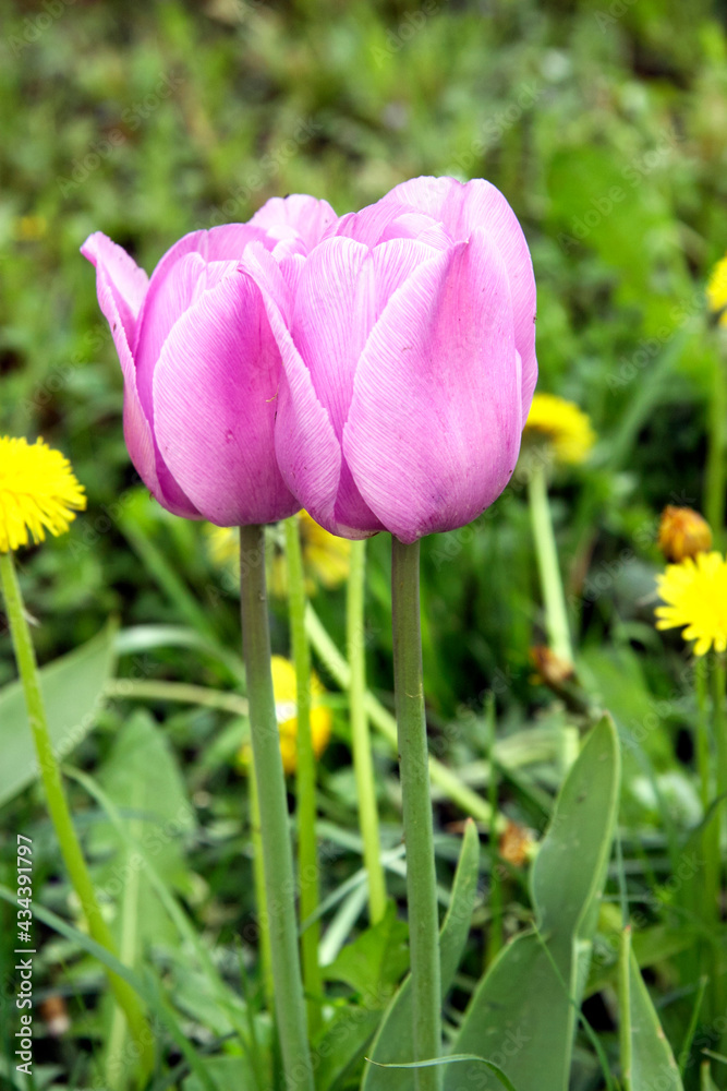 Obraz premium Pink tulips in the Moscow garden