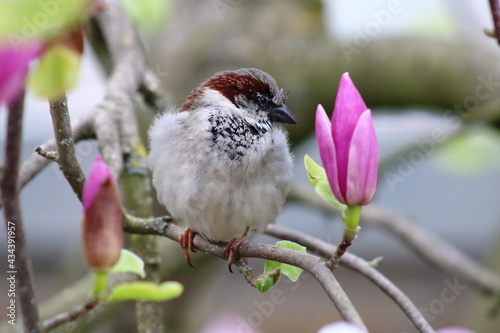 Spatz in Magnolie Makro