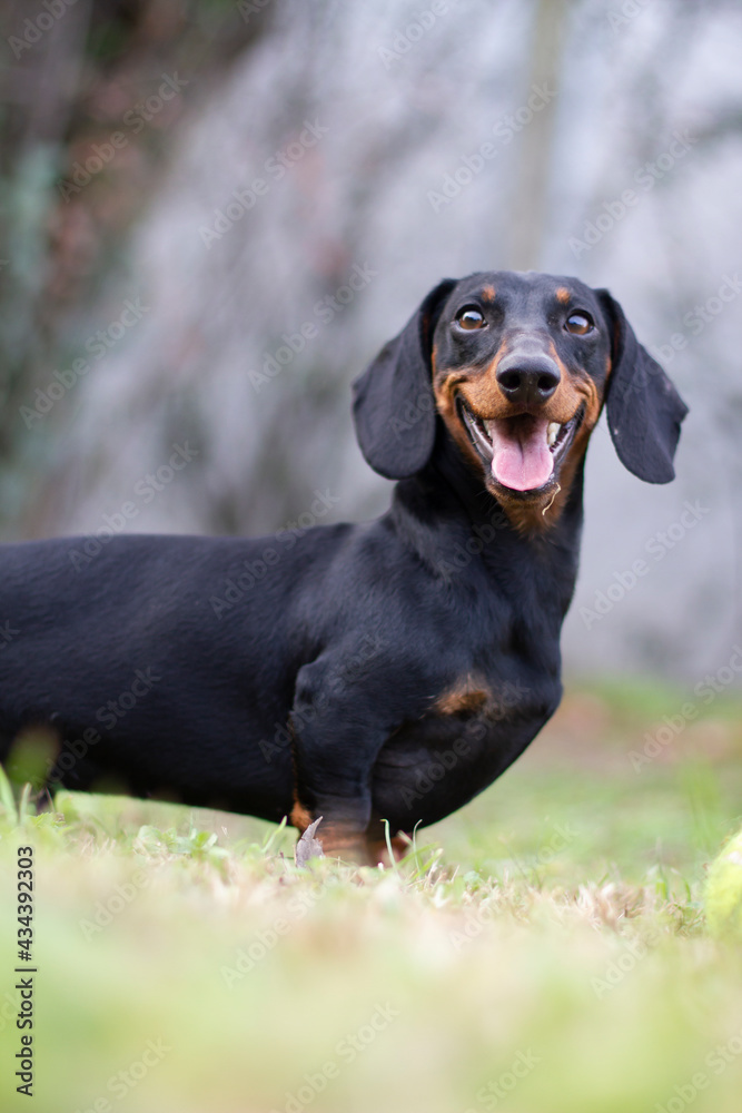 Dachshund playing in the garden