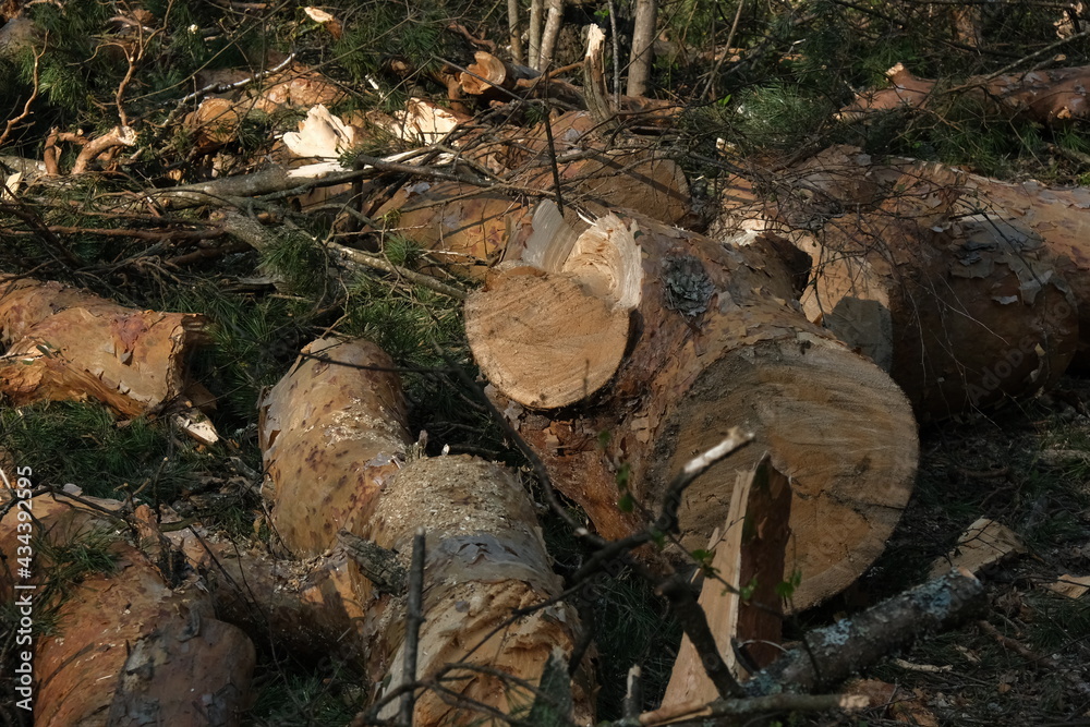 Fototapeta premium cut logs in the forest