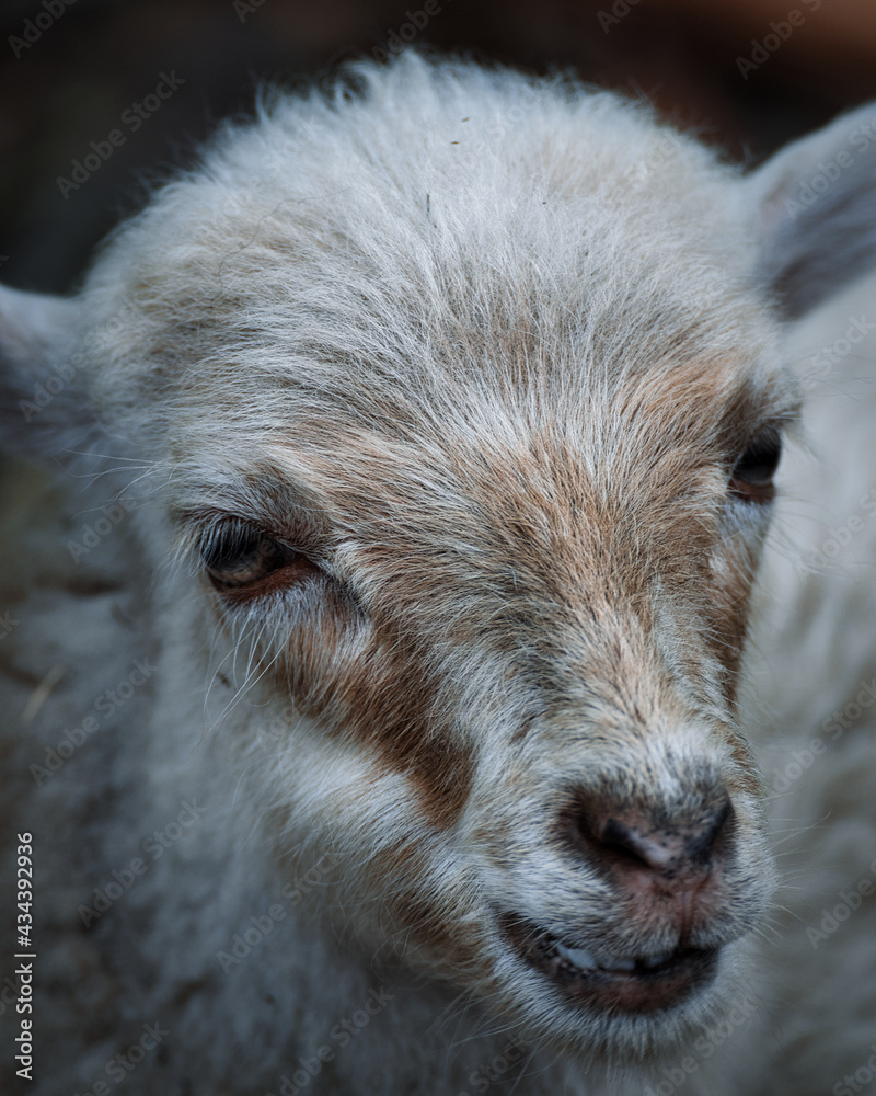 Fototapeta premium Mufflon Lamm (Wildpark Edersee Hessen)