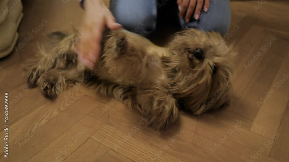 Woman hands stroking cute brown Yorkshire terrier dog at home - close up. Animal, care, pet, friendship concept