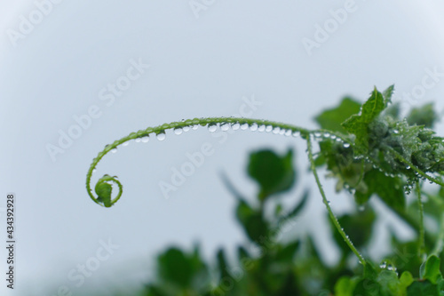 Water droplets on a green leaf