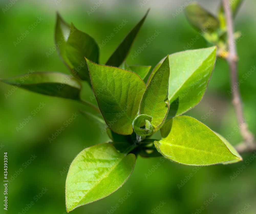 Lush bright green foliage of the tree. Young leaves of a lilac bush. Selective focus. Spring time, wallpaper. Horizontal photo
Lush bright green foliage of the tree. Young leaves of a lilac bush. Selective focus. Spring time, wallpaper. Horizontal photo