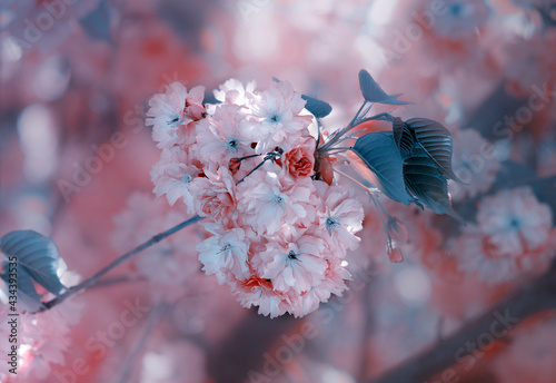 Kwitnąca wiśnia Kanzan - gałązka