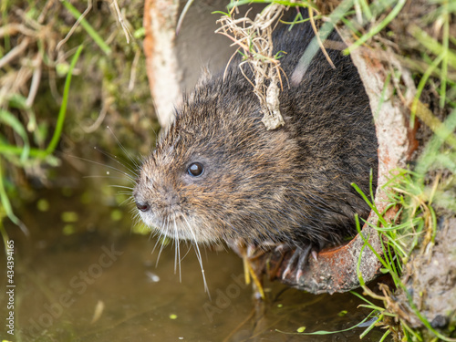 Water Vole Looking out of a Pipe over Water