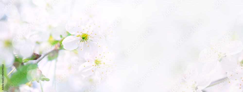 Amazing white cherry blossoms. Copy space. Banner.