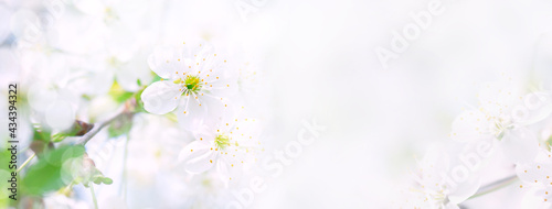 Amazing white cherry blossoms. Copy space. Banner. © Antibydni