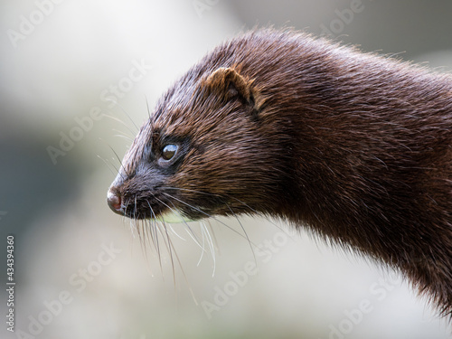 Bilde på lerret American mink. Close up of head
