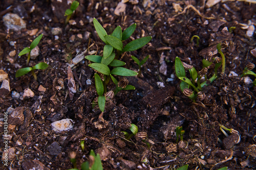 Small shoots of giant parsley germinating in topsoil.