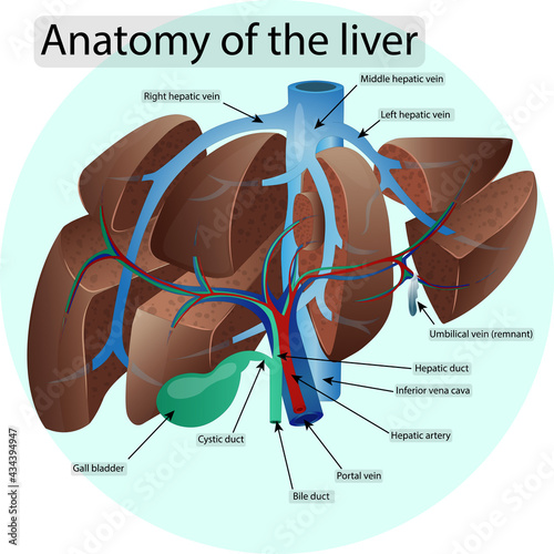 Anatomy of the liver