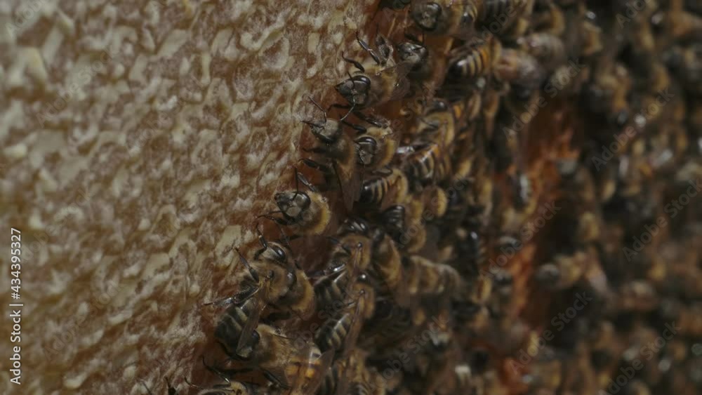 Honeycomb with bee bread. Close-up view of honey bees hard at work in a hive Honeycomb with bee bread. Close-up view of honey bees hard at work in a hive