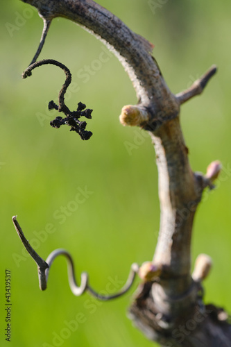 Fragment of an old vine branch in a vineyard in early spring. Macro, selective focus. Shallow depth of field.